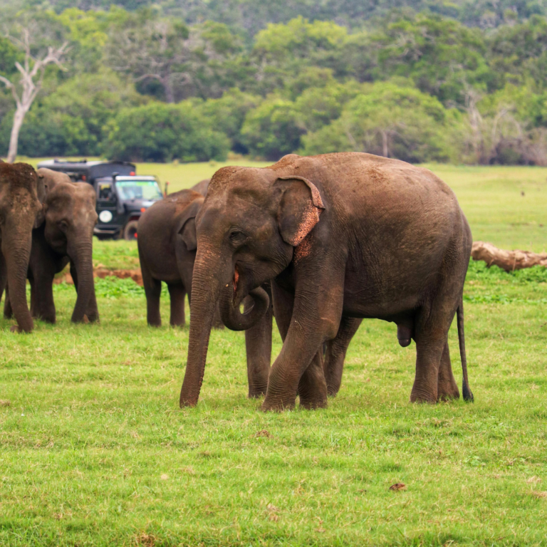 where2go-elephant-ride